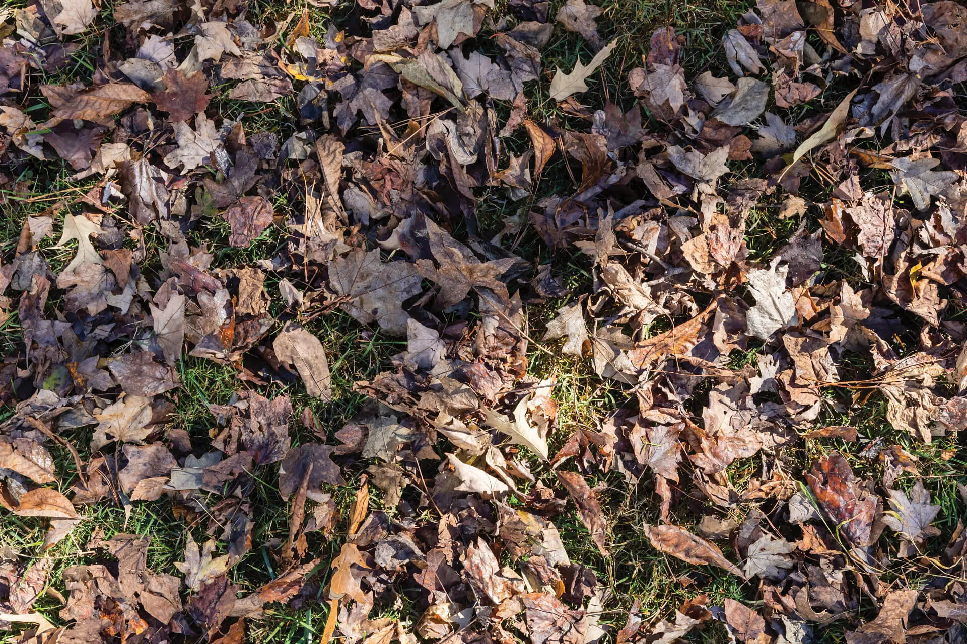 Mulching Leaves: A Guide for Alabama and Tennessee John Deere Mower Owners