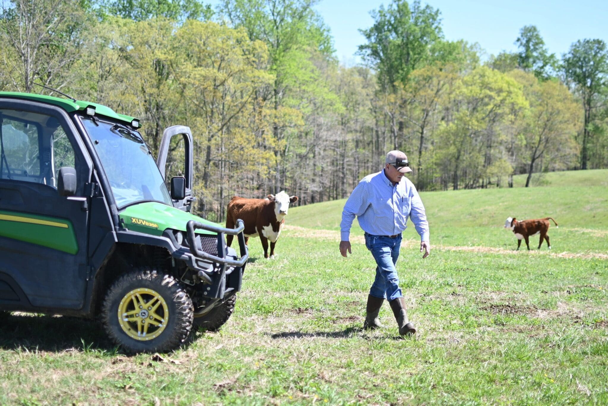 Farmer walking next to UTV and cows